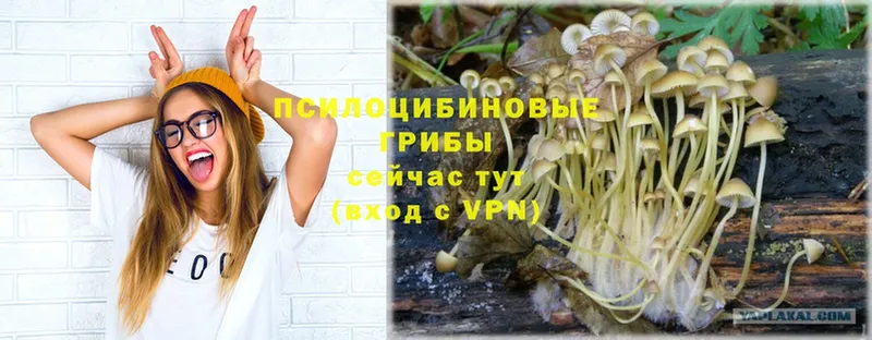 MEGA зеркало  Кирово-Чепецк  Псилоцибиновые грибы Psilocybine cubensis 